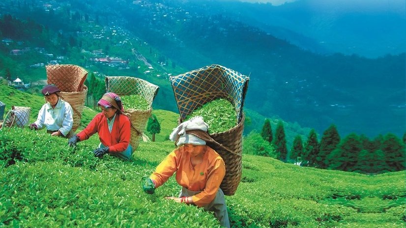 darjeeling