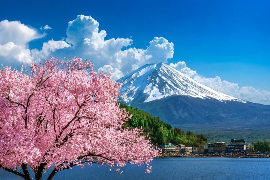 Japanese Cherry Blossem