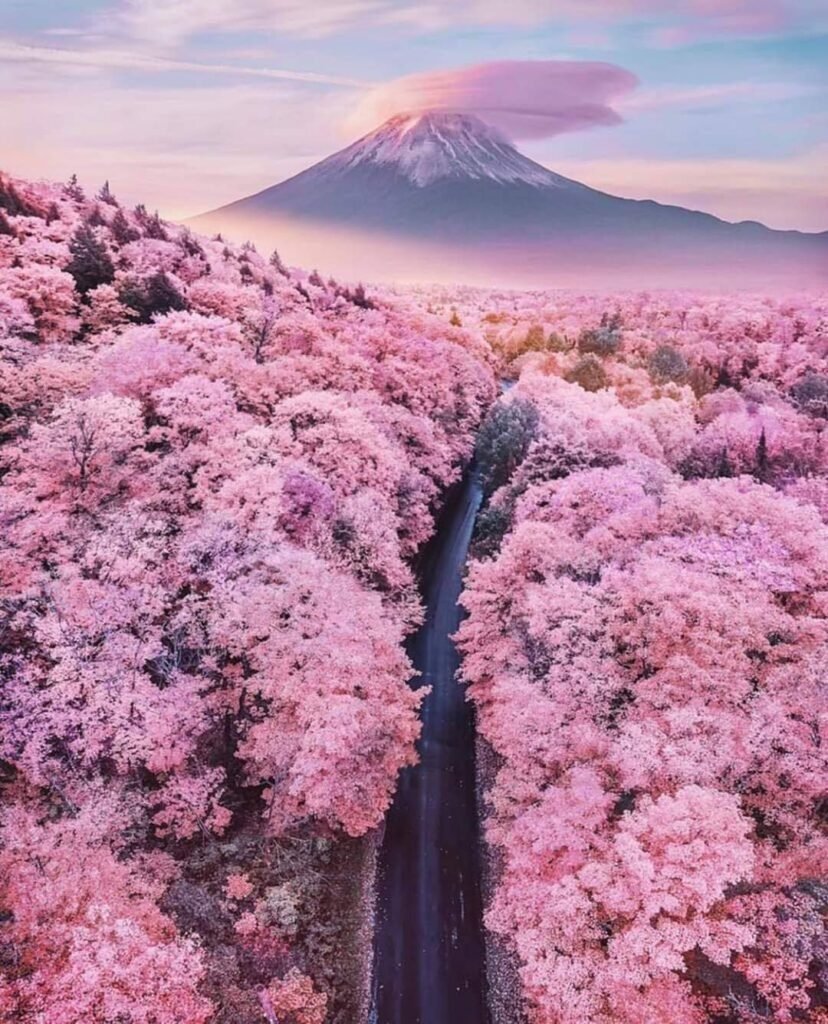 japanese cherry blossem