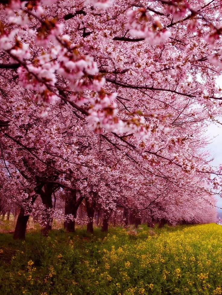 cherry blossem